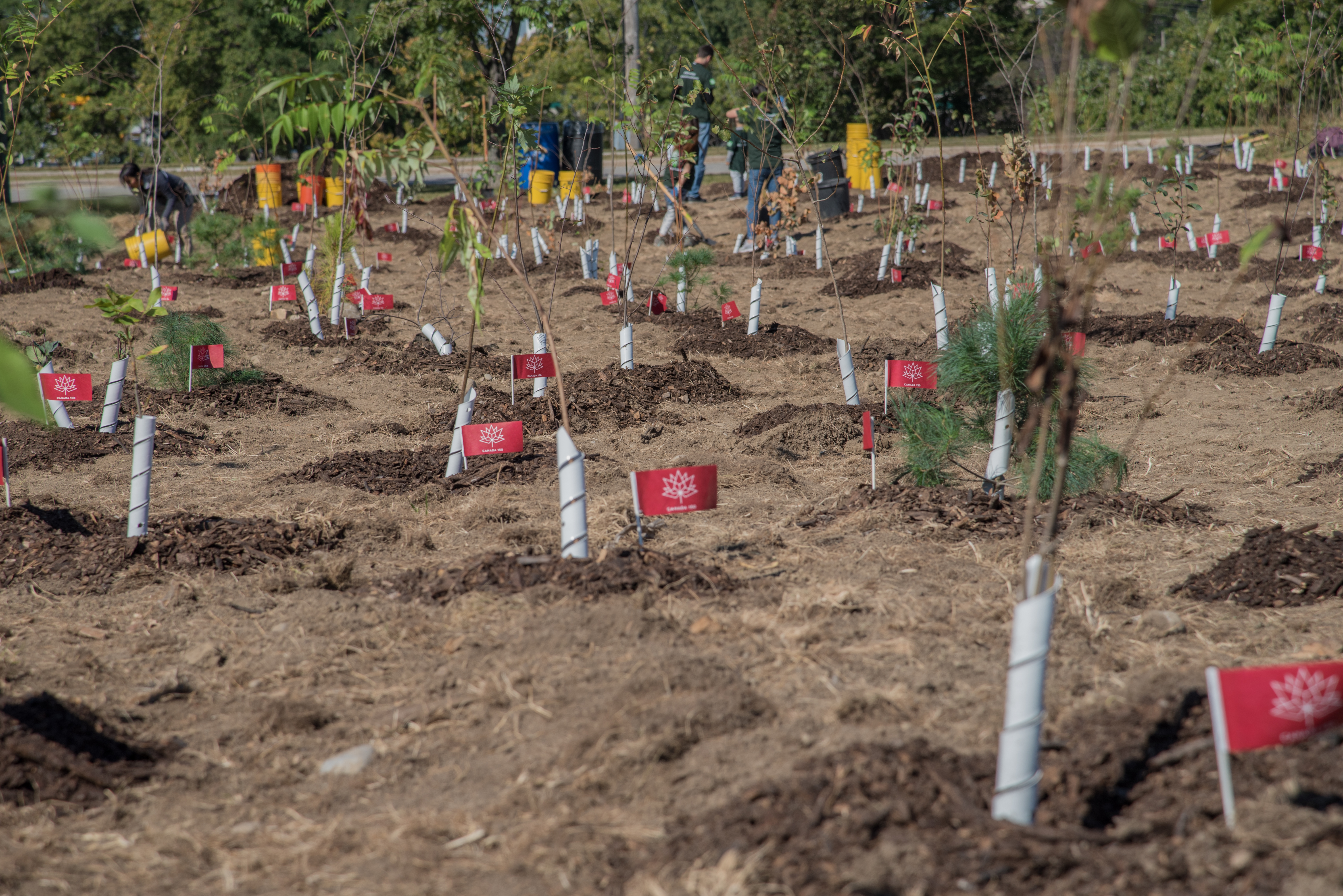 A completed planting site with new trees planted